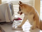 Dog at the Computer